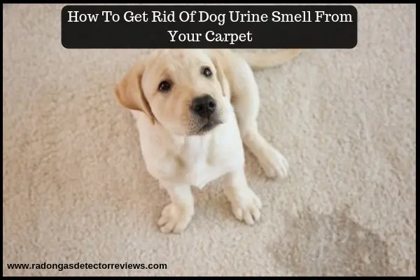 How-To-Get-Rid-Of-Dog-Urine-Smell-From-Your-Carpet